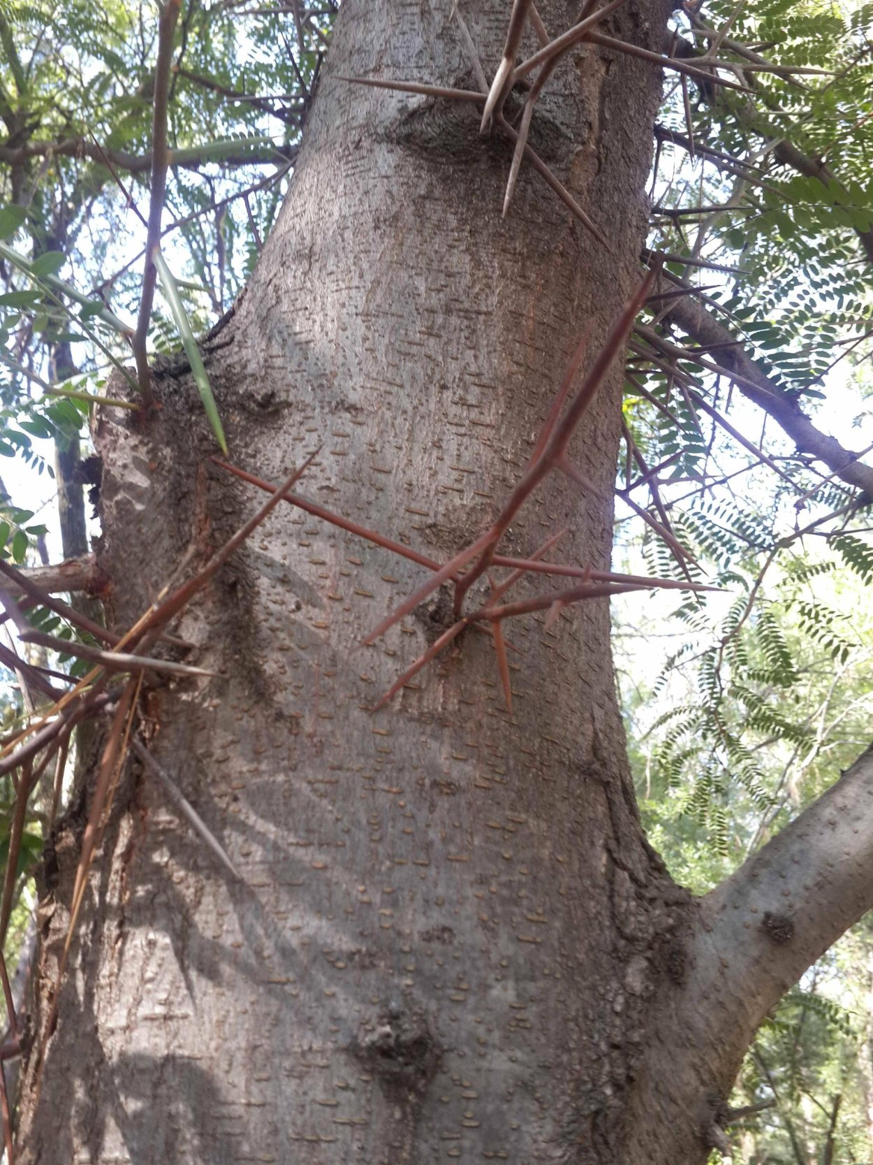 Колючее дерево