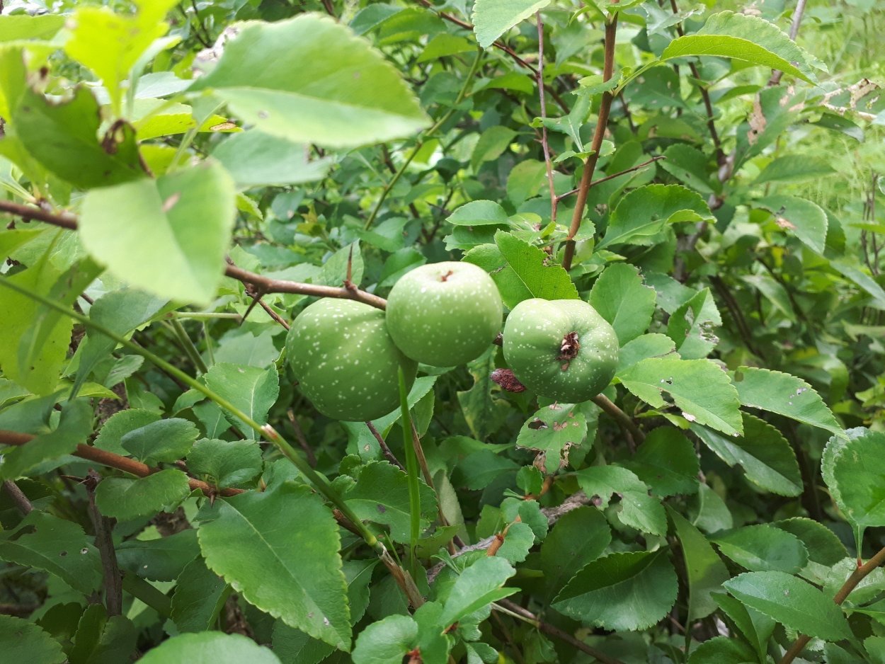 Колючки дикой груши