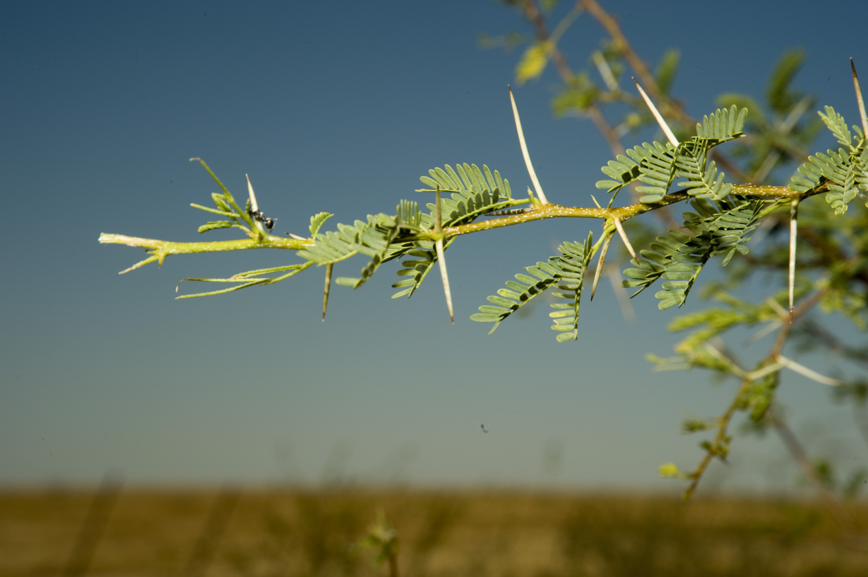Прозопис чилийский (prosopis Chilensis)