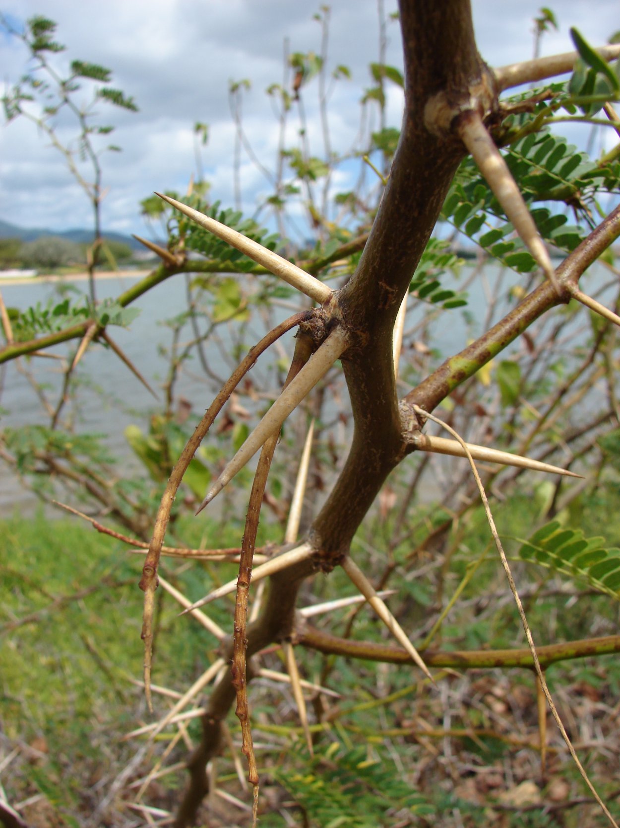 Дерево Мескуит