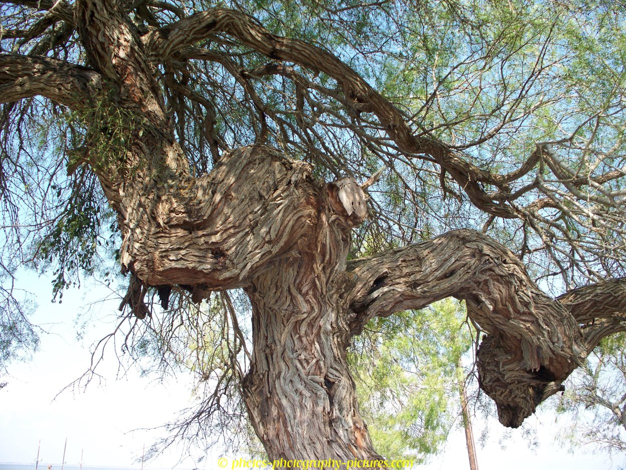 Datfrschxic Mesquite Texas