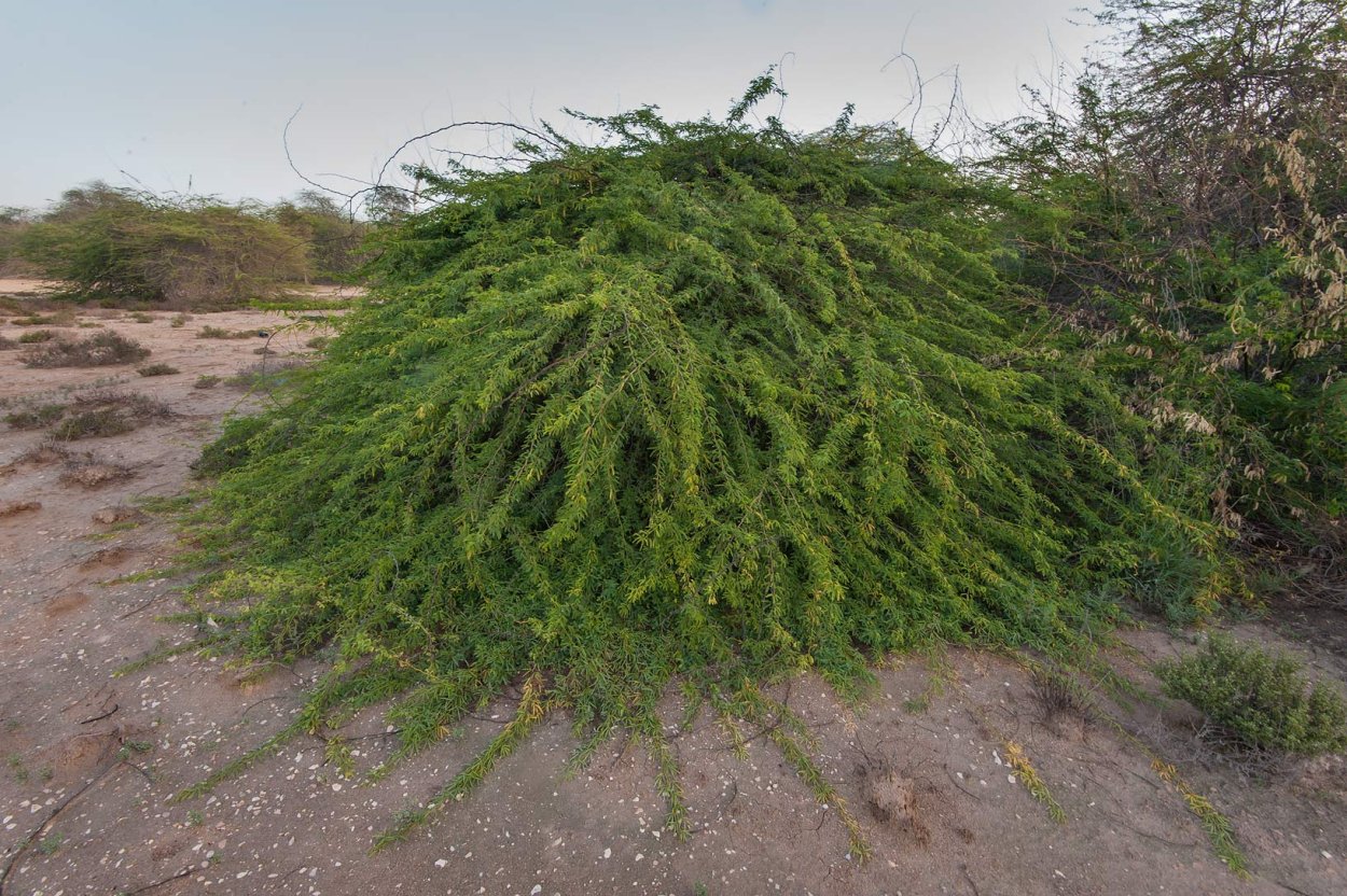 Right Tree in the right place