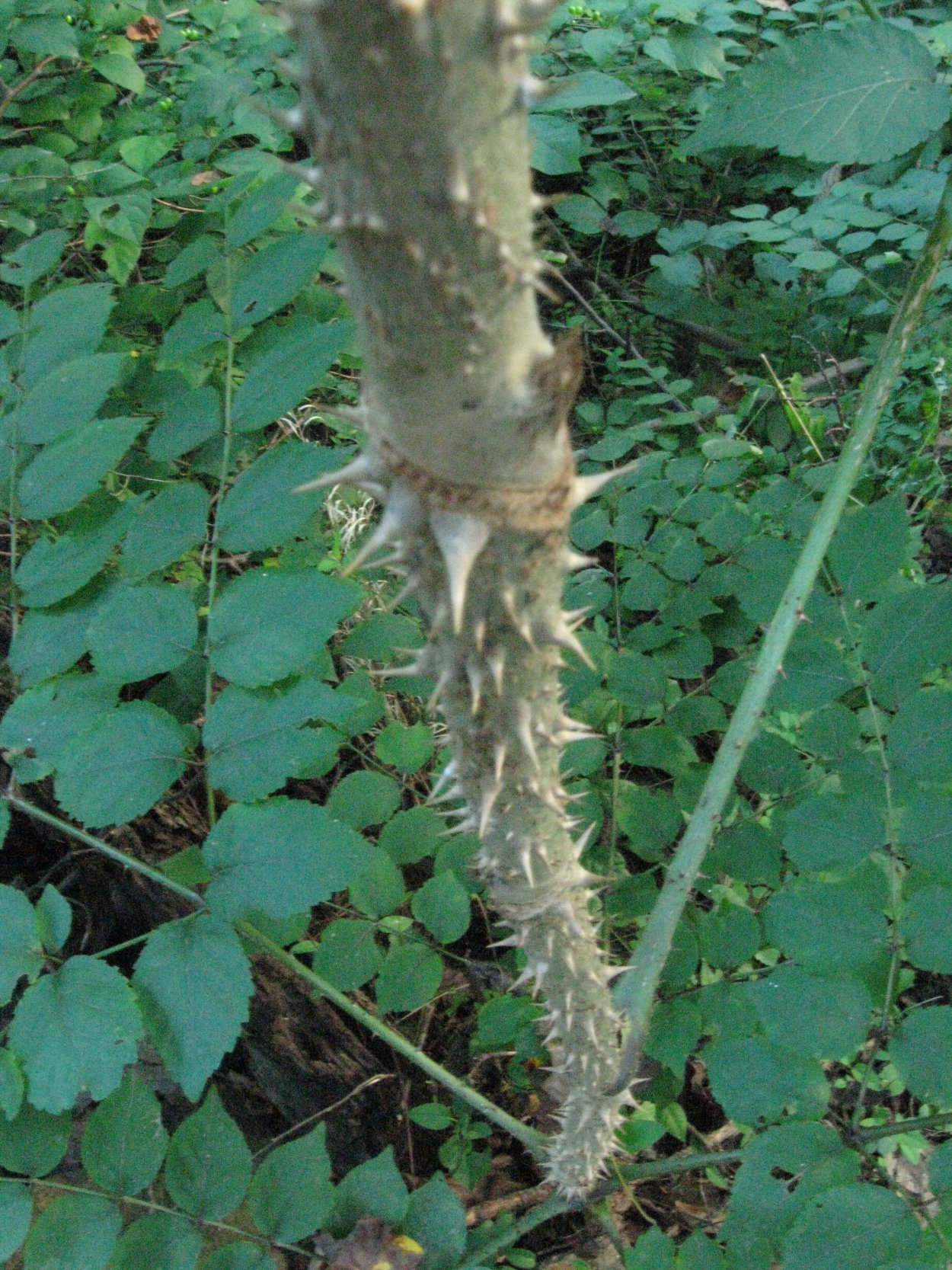 Аралия маньчжурская колючая