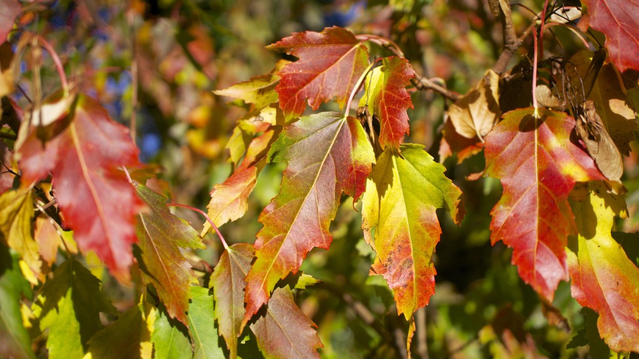 Клен Гиннала (к.Приречный) Acer ginnala