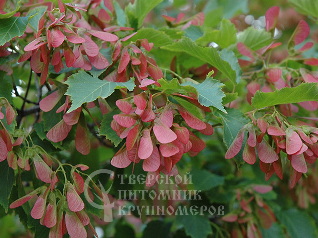 Клен (Гиннала, татарский, остролистный)