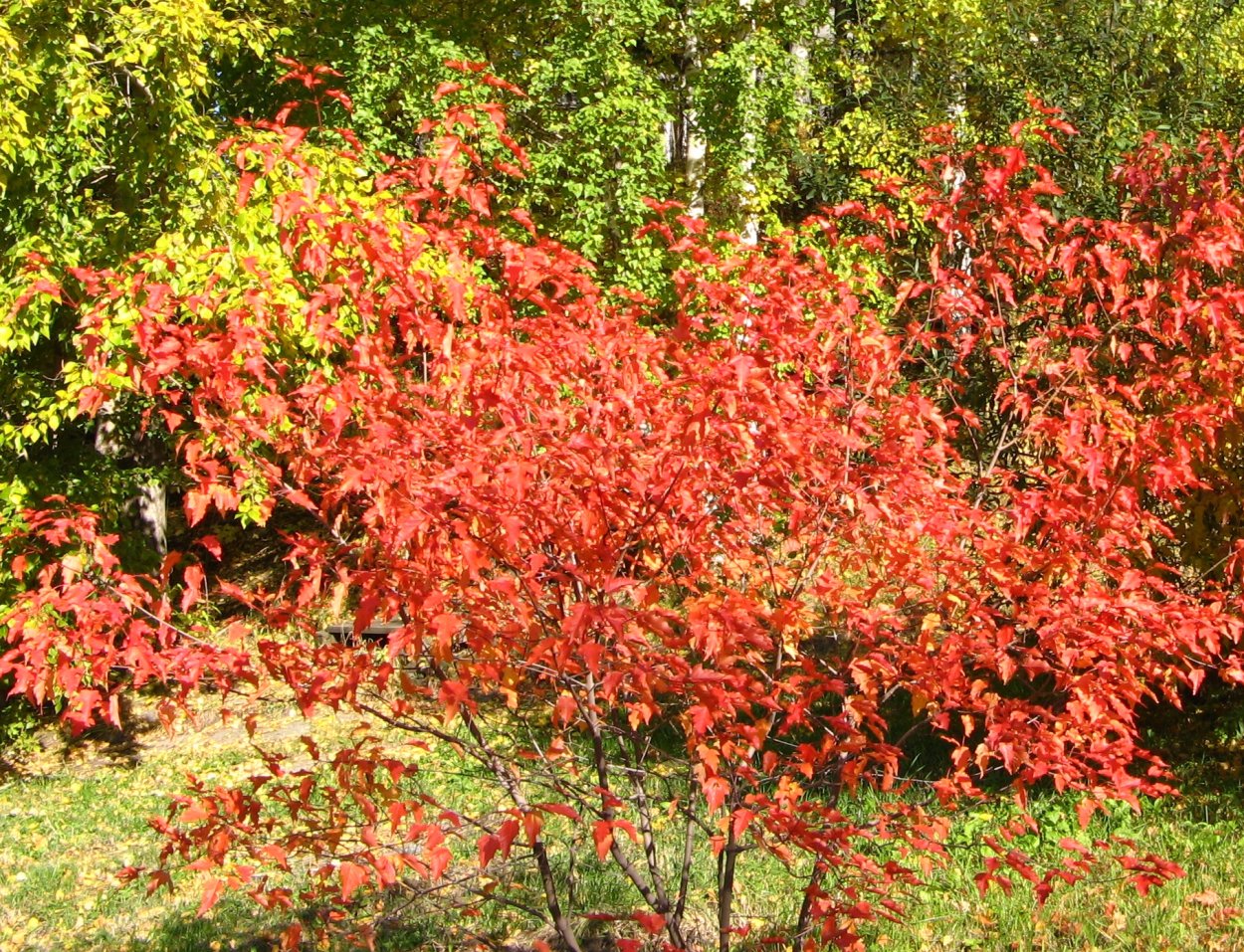Клен татарский Acer tataricum