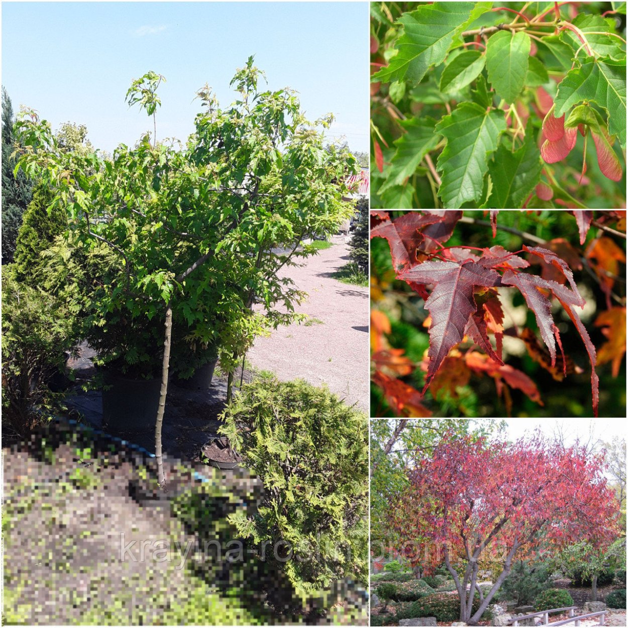 Клен Гиннала Мультиштамб