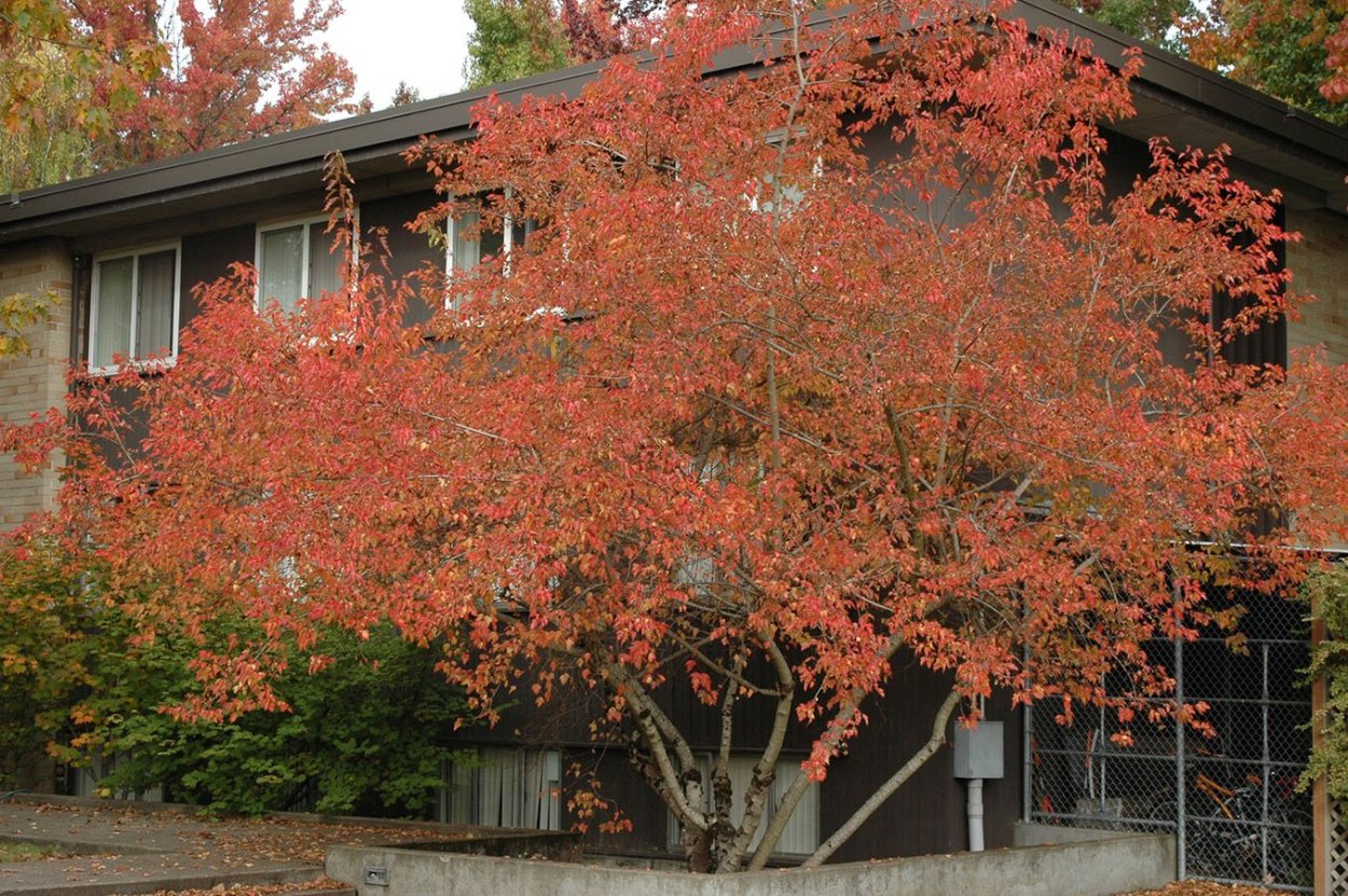 Клен Приречный клен Гиннала