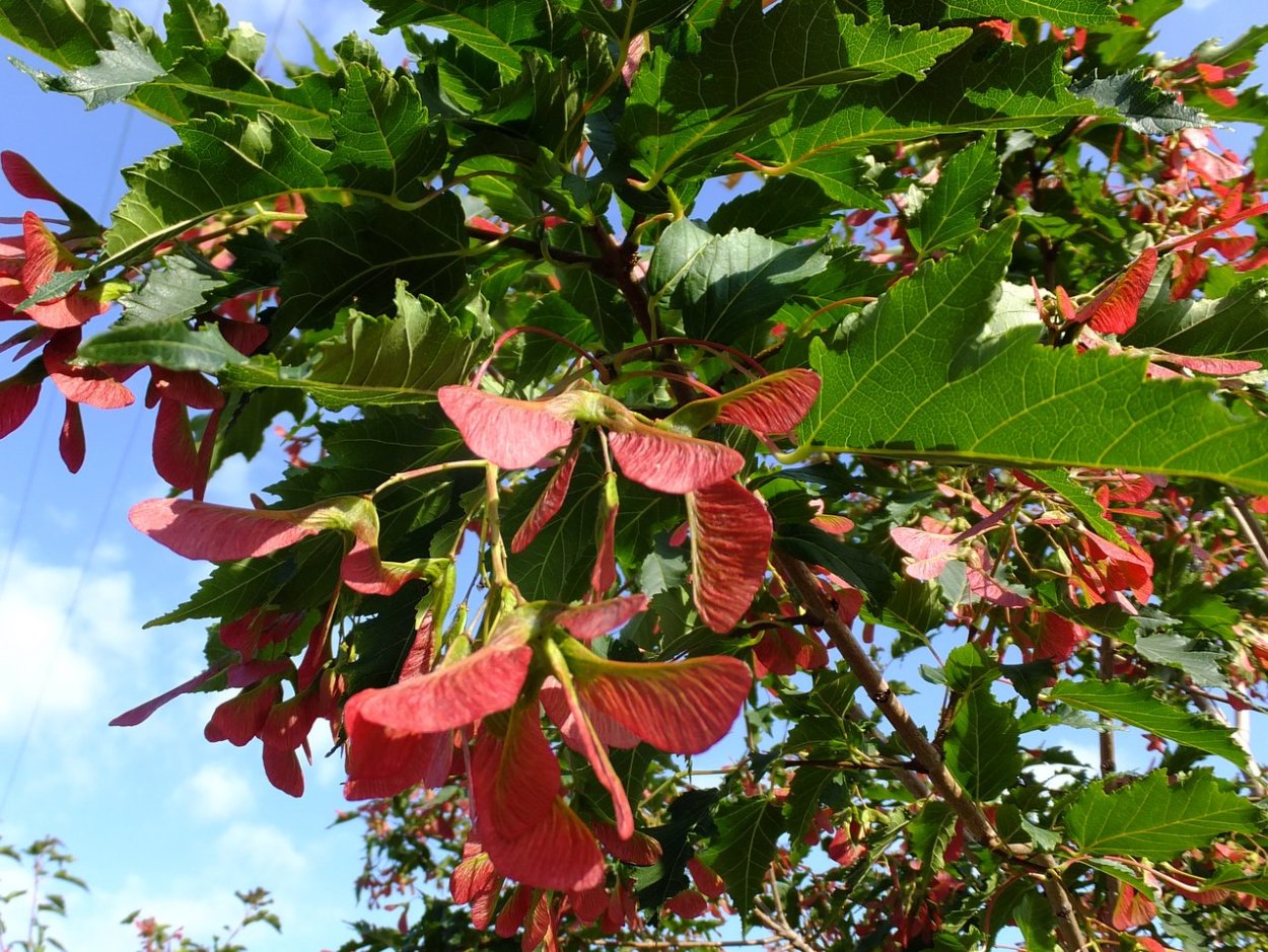 Клен Гиннала