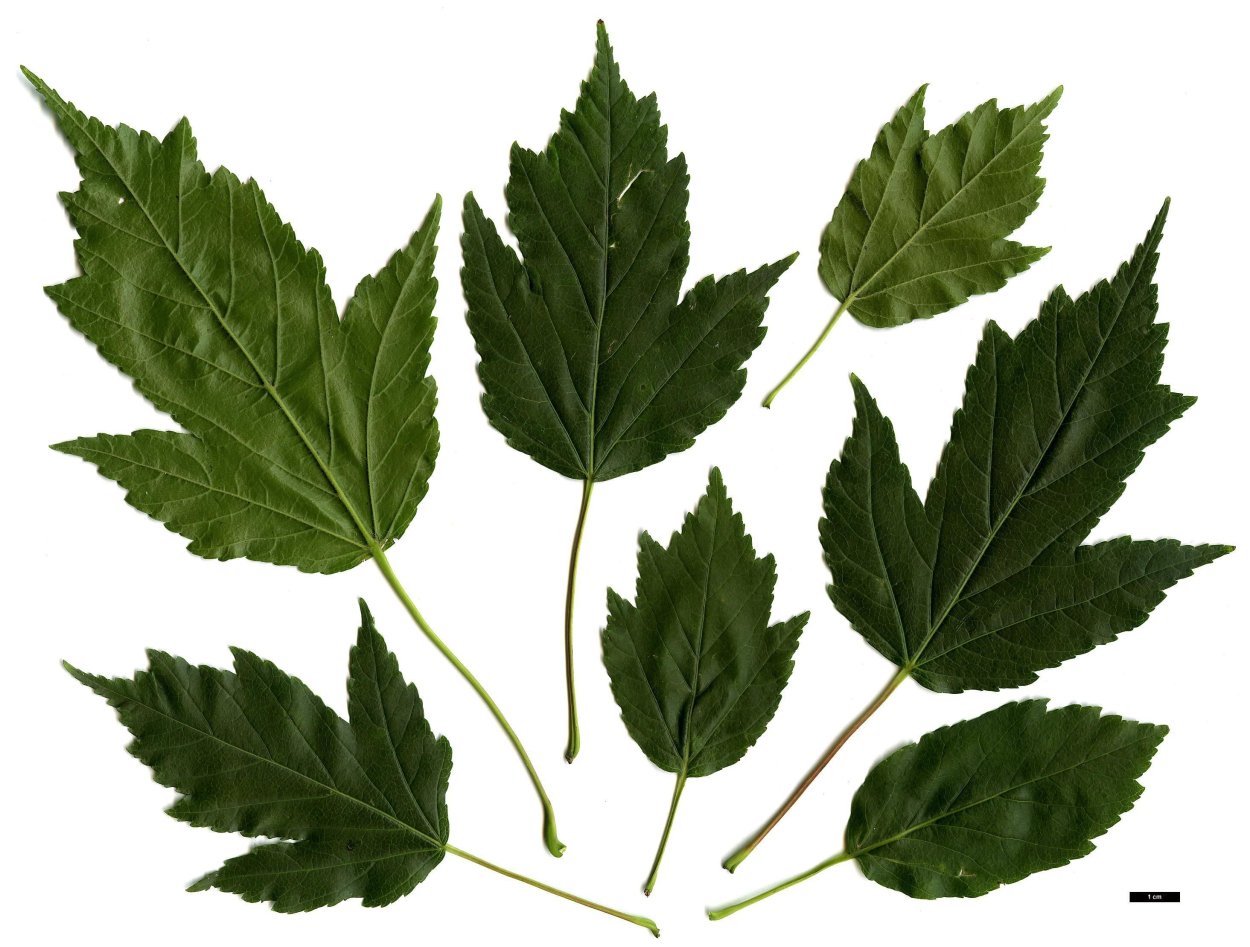 Клен Приречный Гиннала