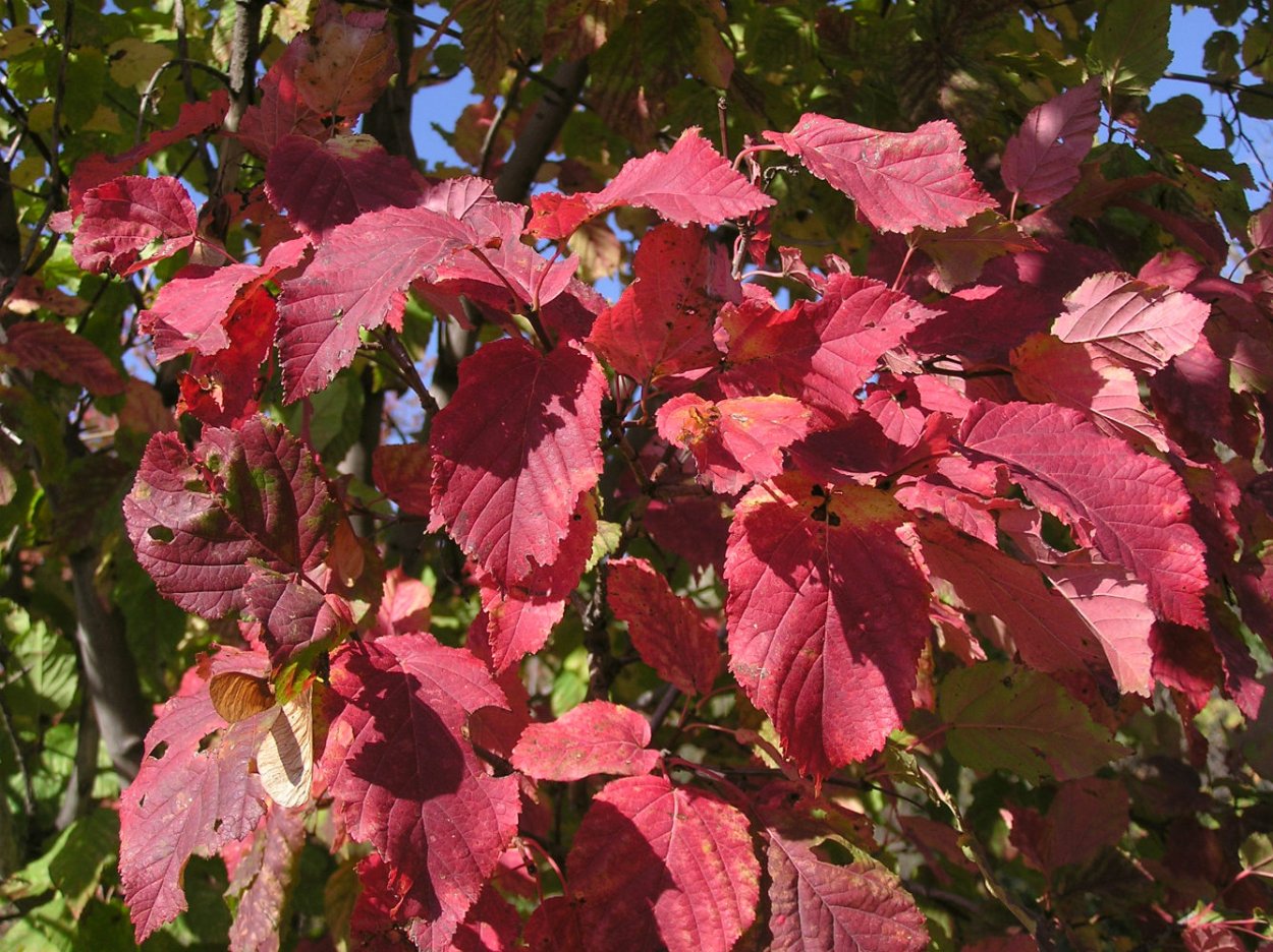 Клен татарский почки