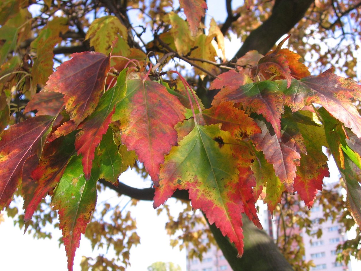 Клен Приречный Гиннала