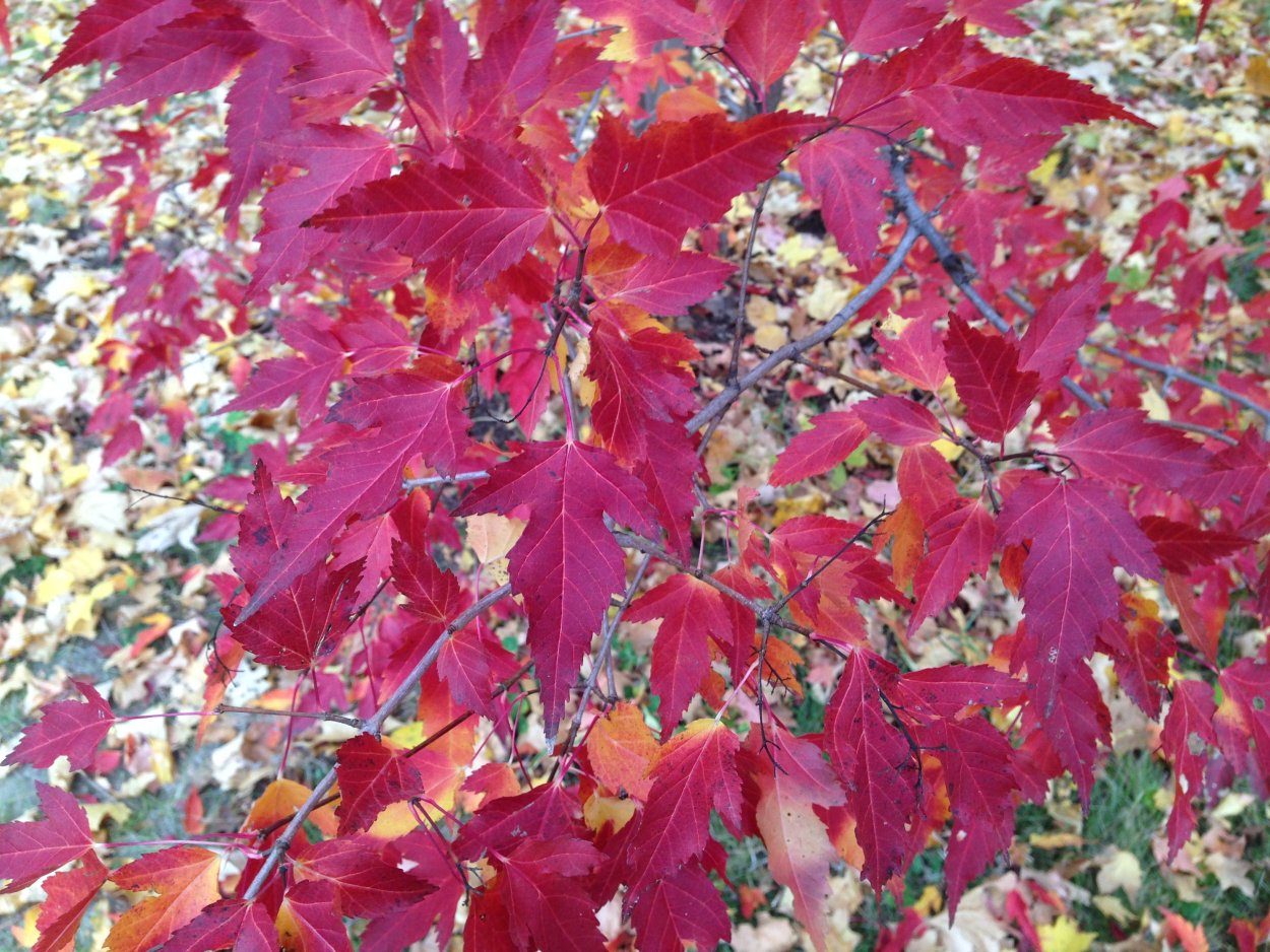 Почему птицу назвали черноклен