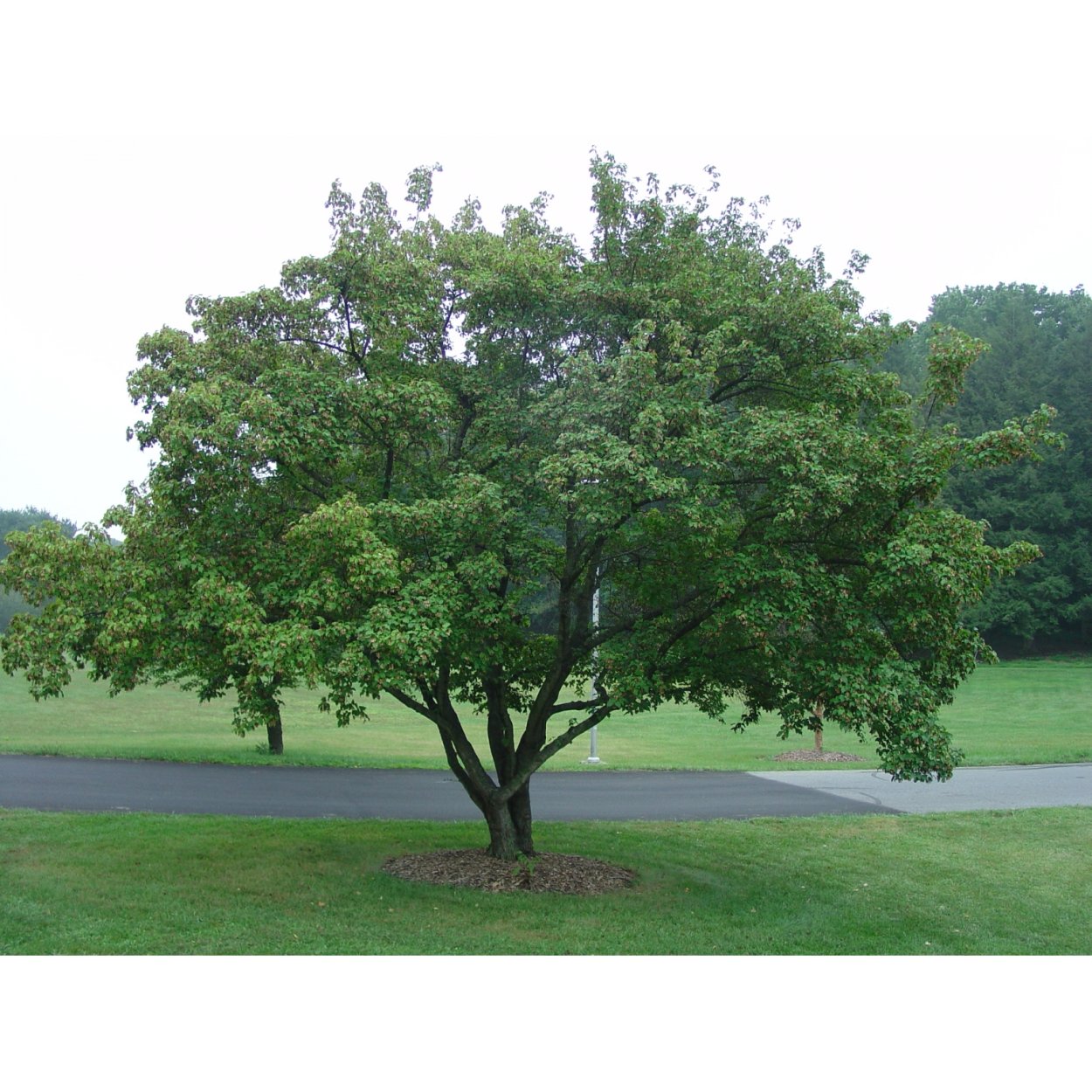 Клен Гиннала саженец