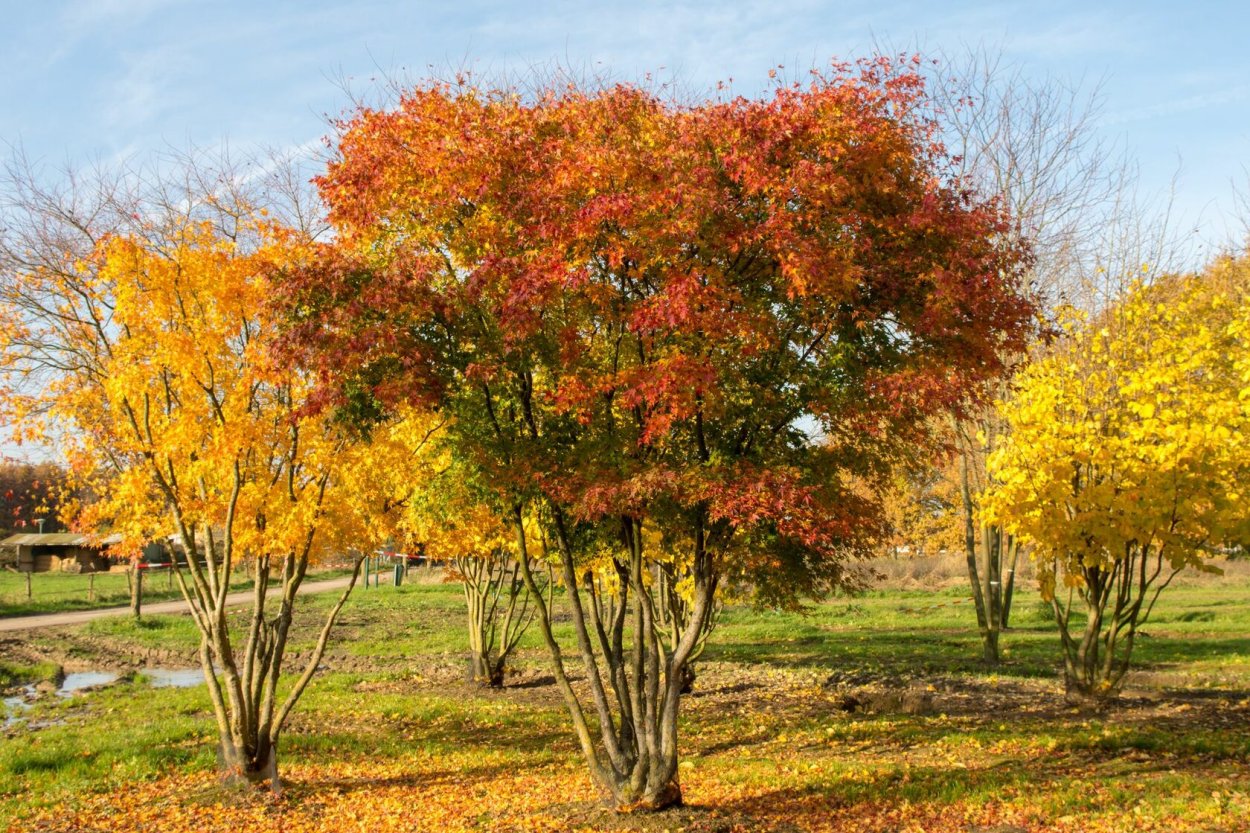 Клен Гиннала куст