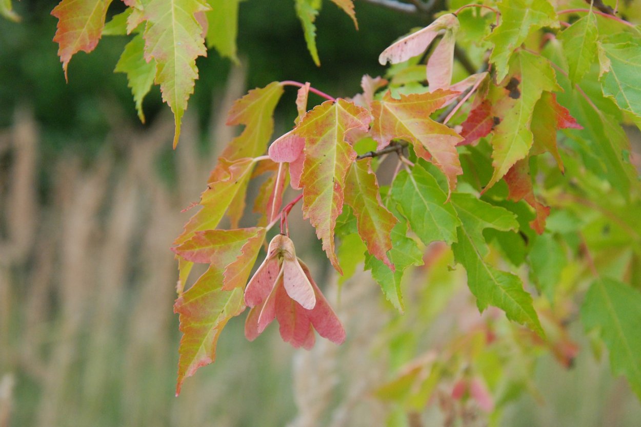 Клен Приречный Гиннала