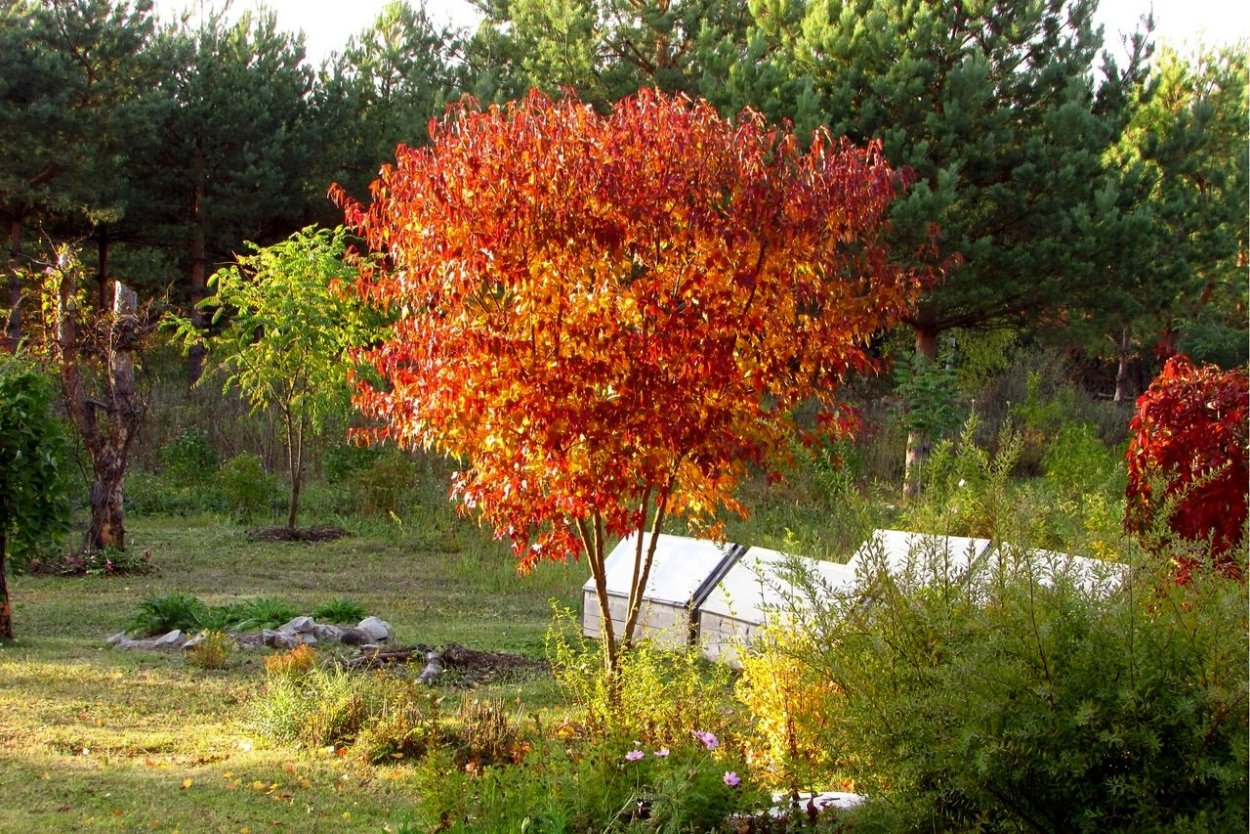 Клен татарский, черноклен (Acer tataricum)
