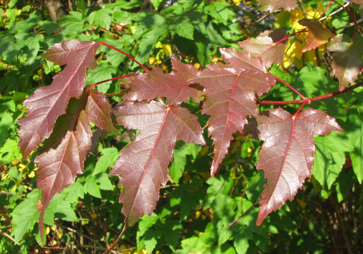 Клен татарский (Acer tataricum ginnala