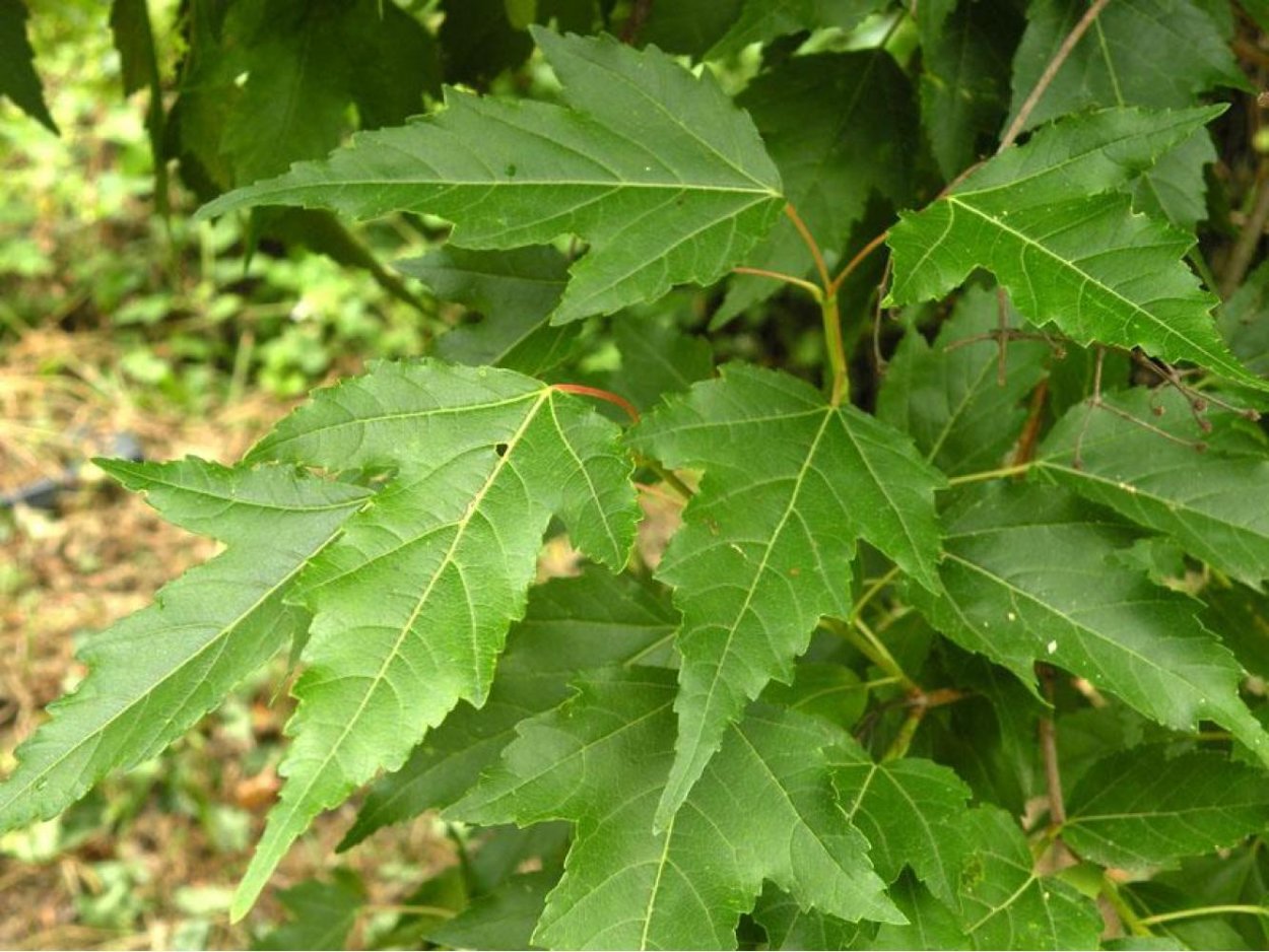 Татарский клён дерево
