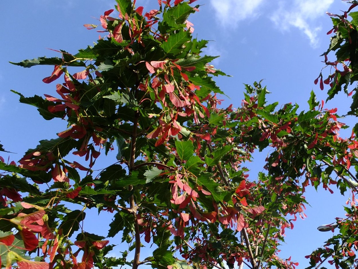Acer ginnala 'Flame' (клен)