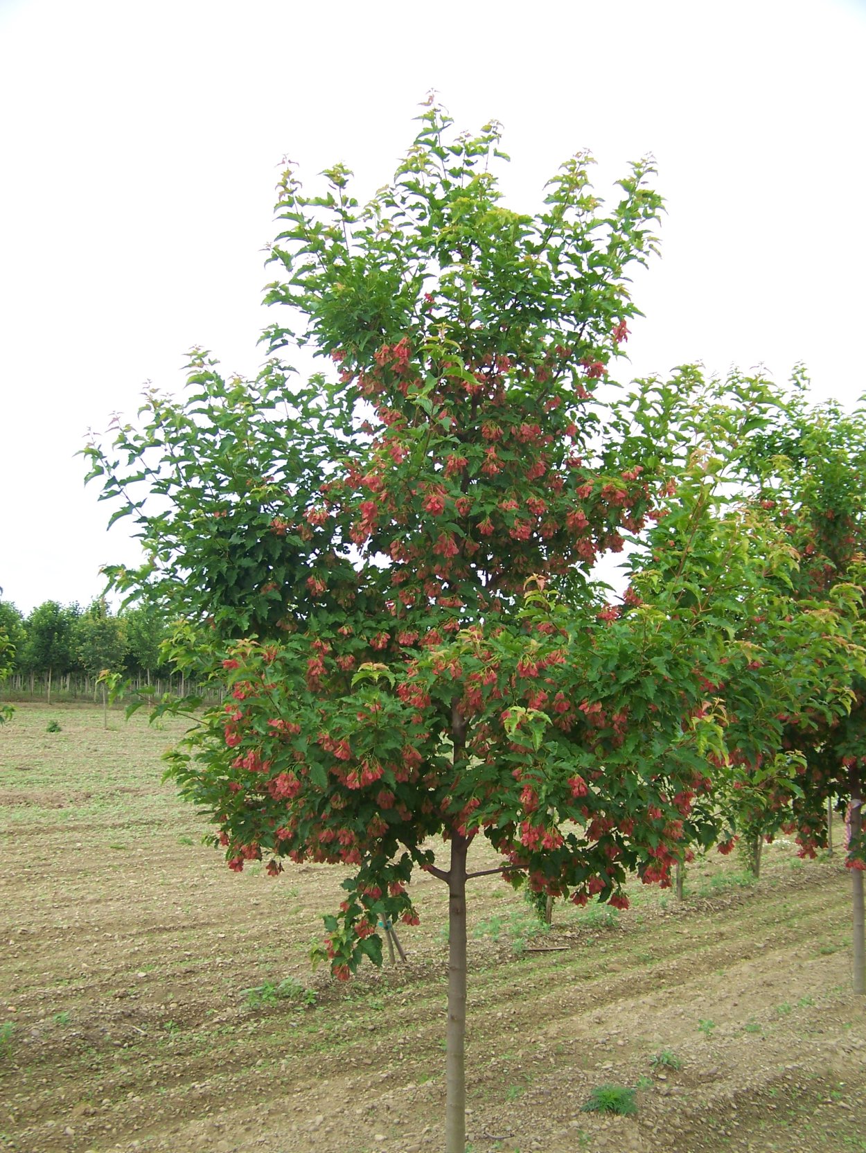 Клен татарский (Acer tataricum ginnala