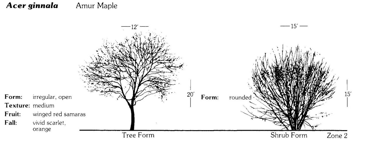 Татарский Гиннала Acer tataricum ginnala клен татарский.