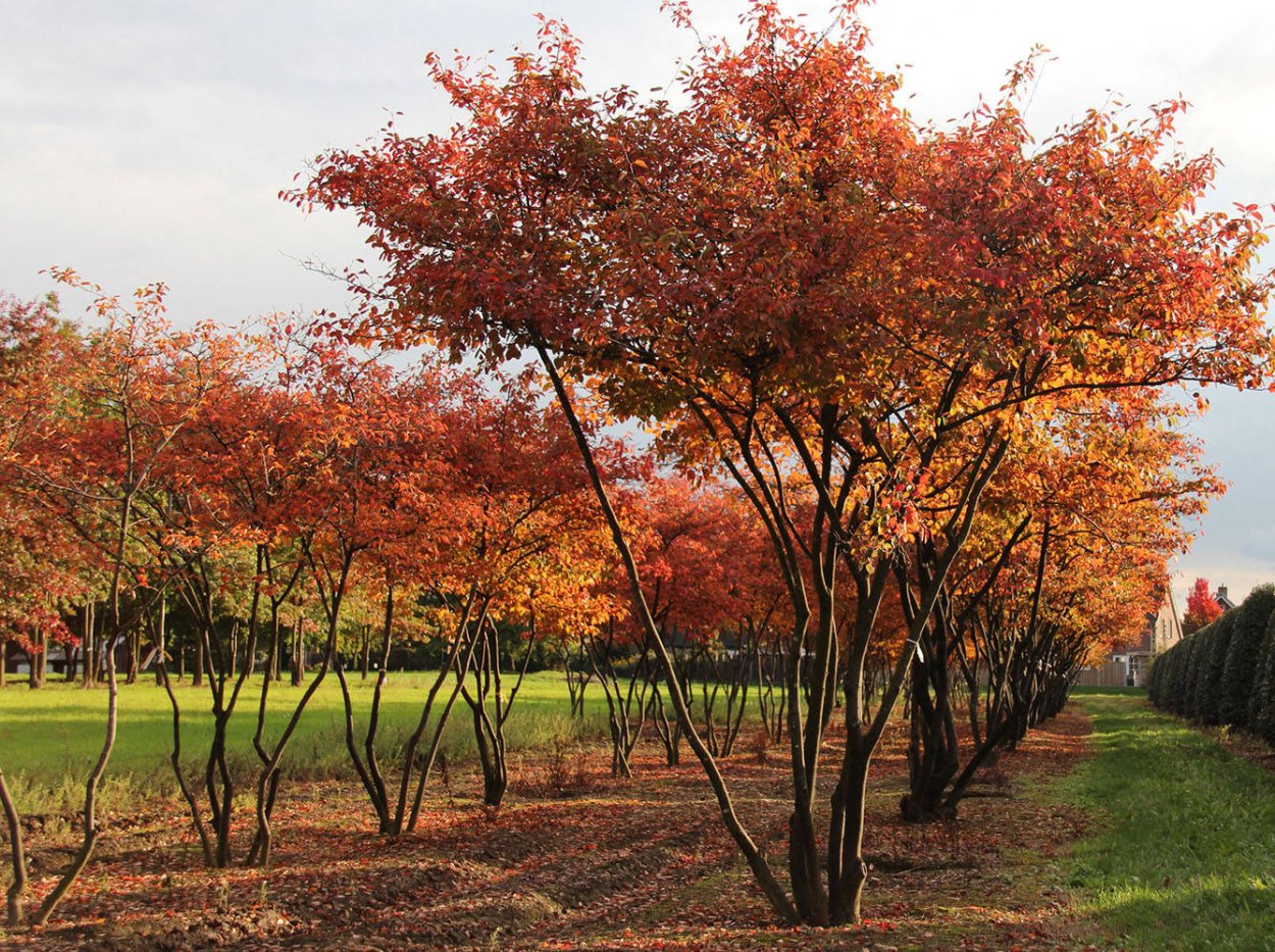 Зимостойкость клен Гиннала (Acer ginnala Maxim.