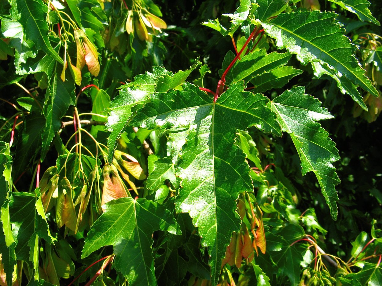 Ирга Ламарка (Amelanchier lamarckii)