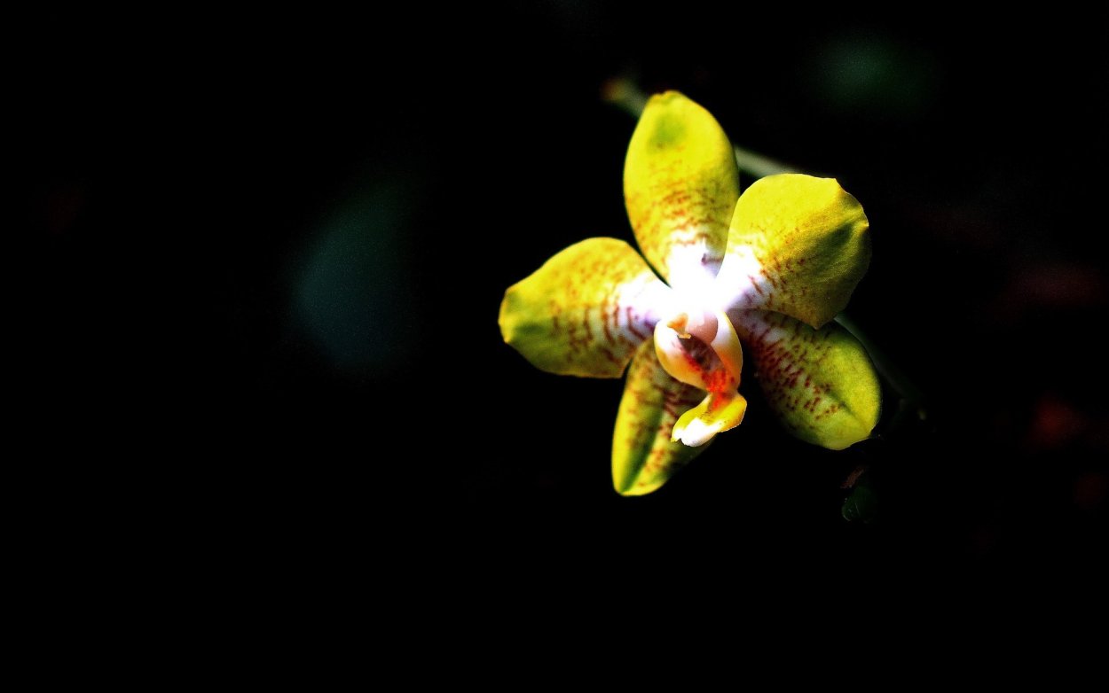 Цветы Орхидея на черном фоне