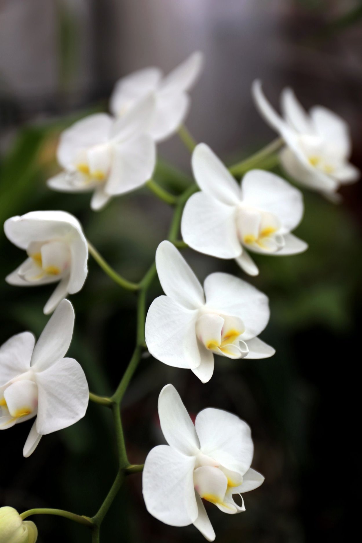 Орхидея Каттлея голубая