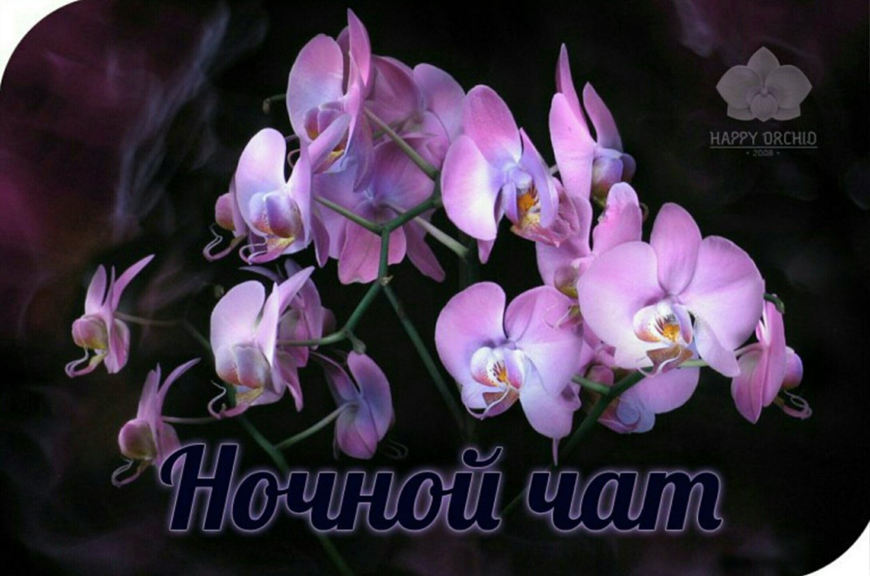 Фаленопсис Блэк Баттерфляй