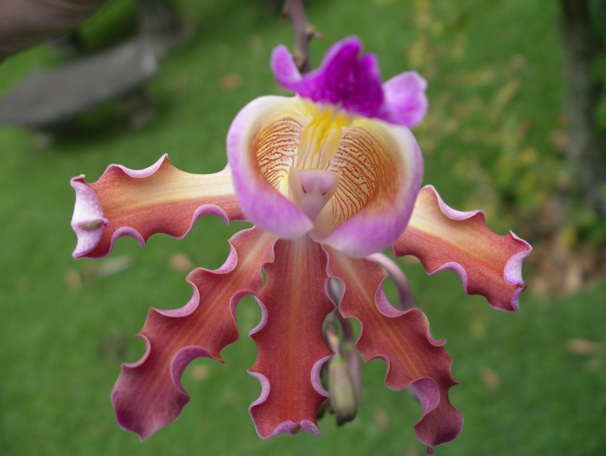 Орхидея Дракула башмачок