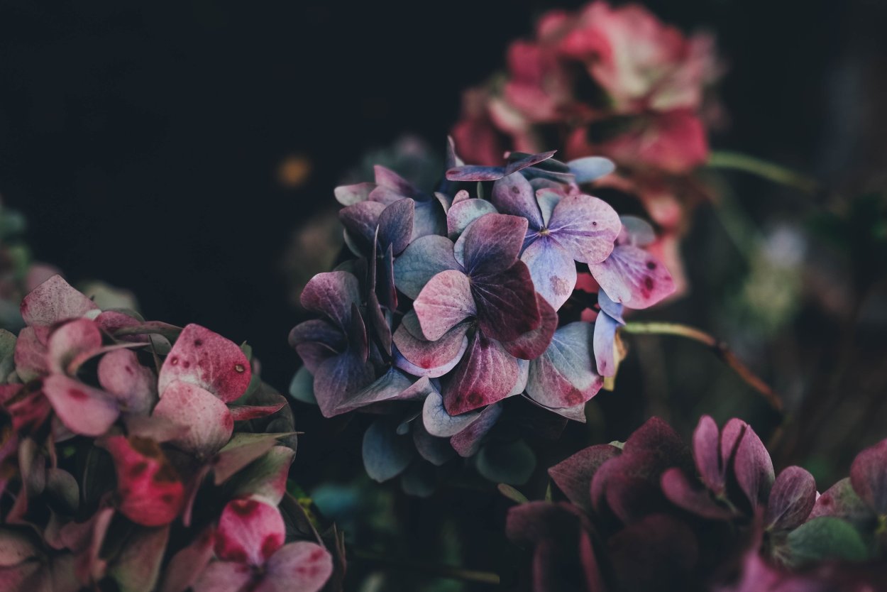 Фиолетовый вечер