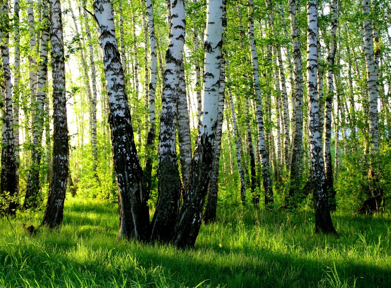 Березы пейзаж