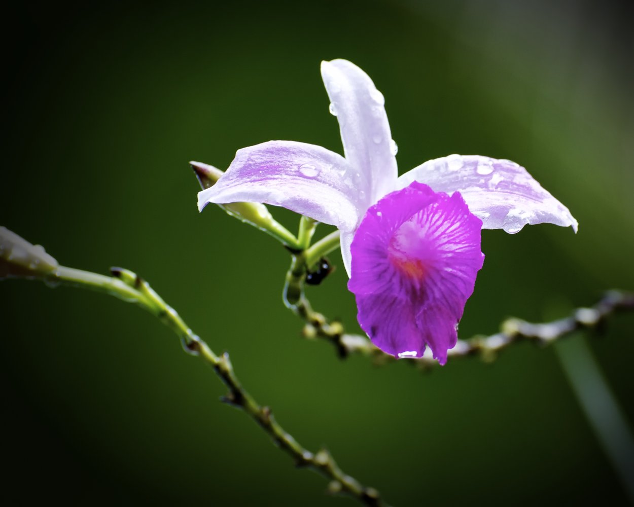 Фаленопсис саммер Бриз