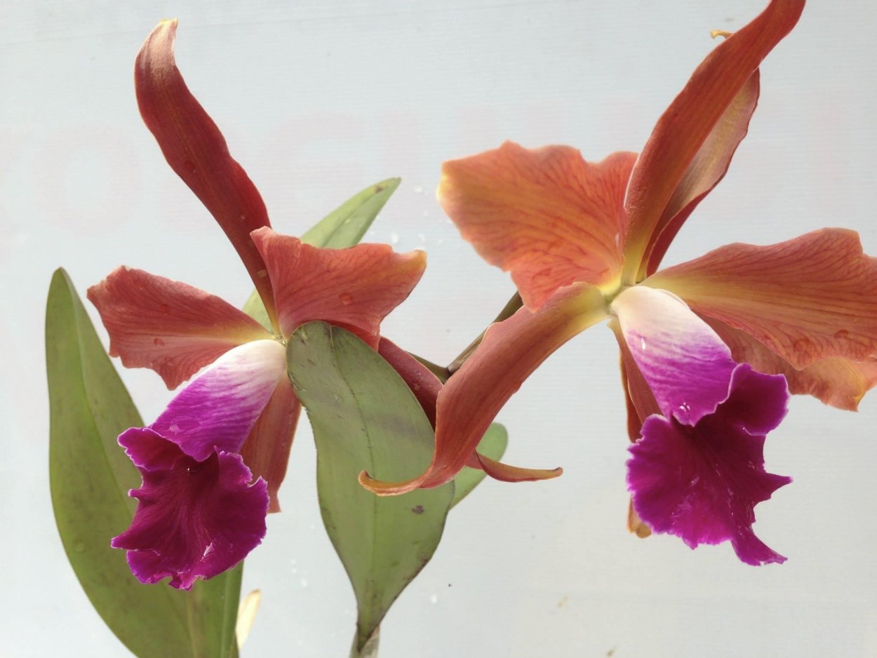 Фаленопсис бургунди