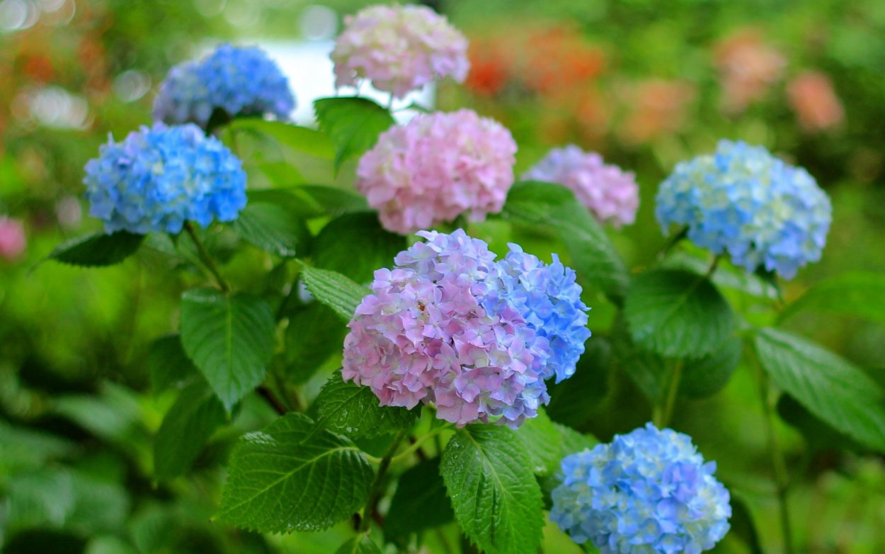 Гортензия крупнолистная Бенилюкс