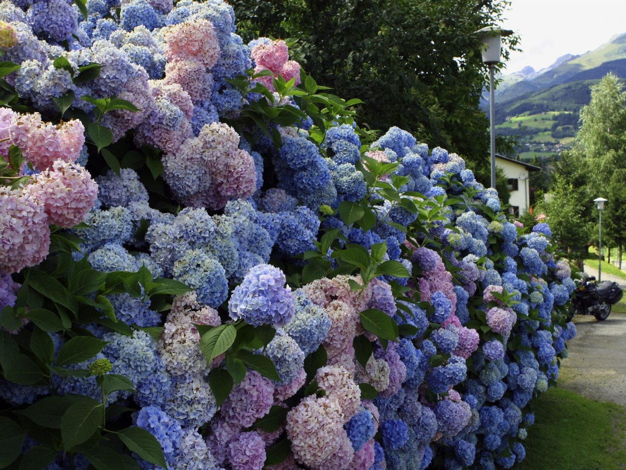 Гортензия крупнолистная Синдерелла