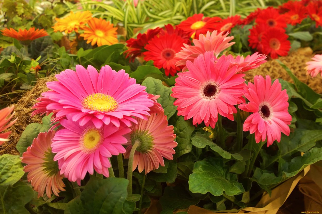 Цветы многолетники герберы