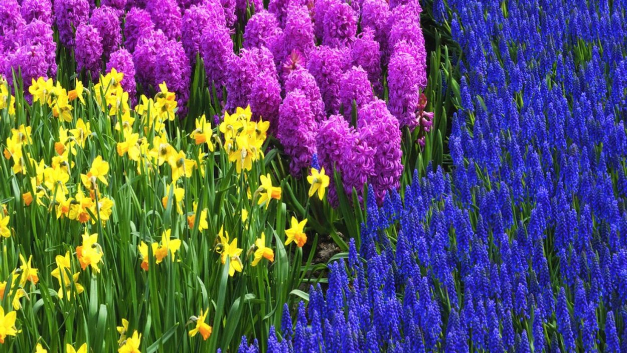 Мускари Крокус тюльпан гиацинт