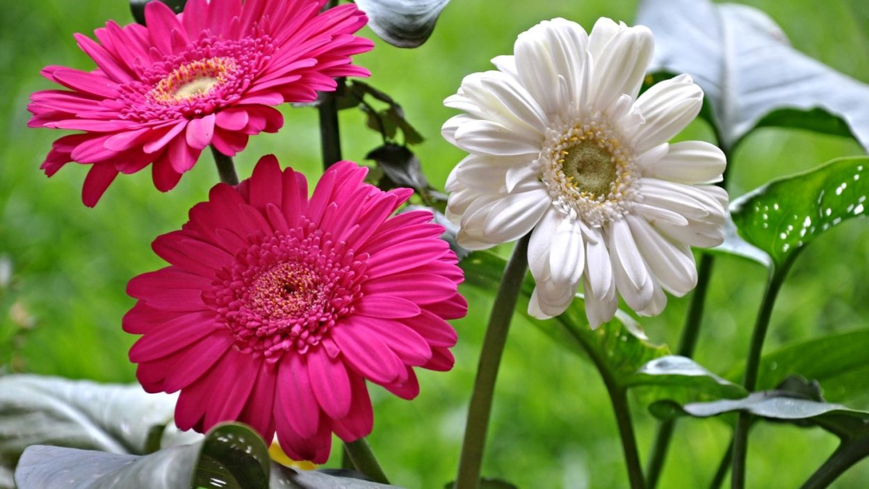 Гербера Садовая