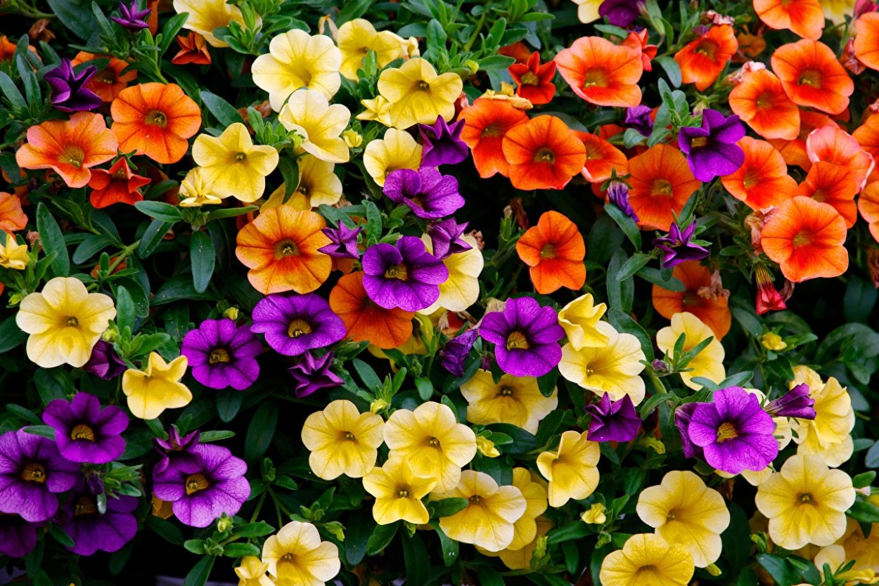 Калибрахоа хамелеон Саншайн Берри