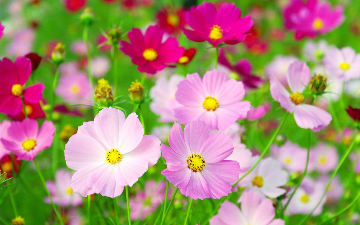 Лето цветы космея