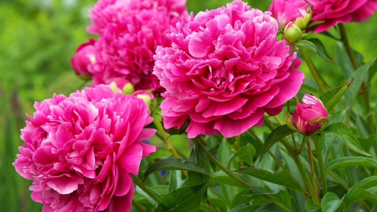 Ярко розовые пионы