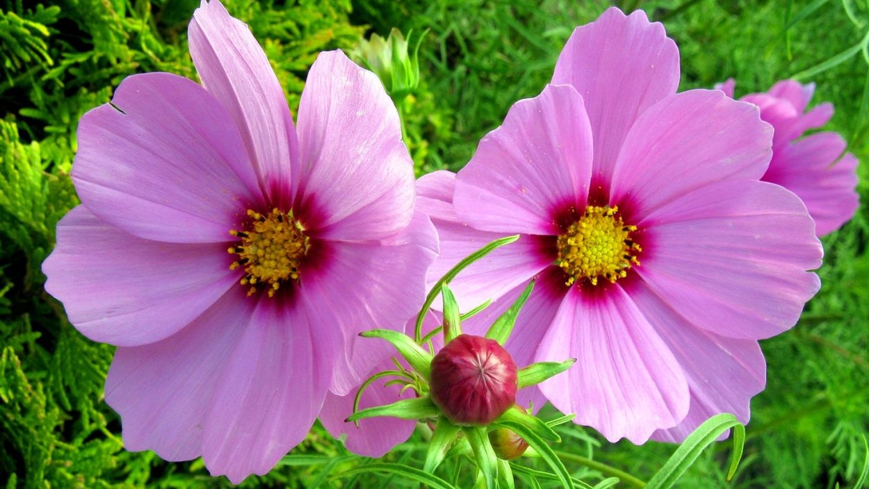 Космея Косимо Коларетте