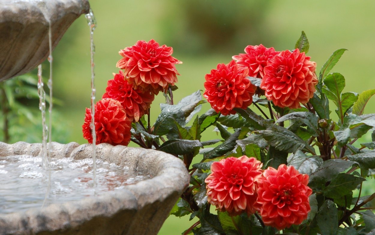 Георгины и розы