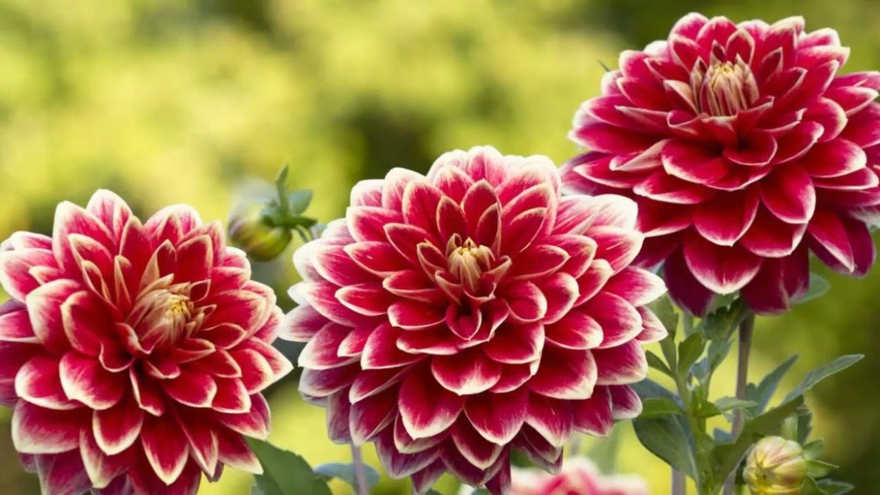 Георгина ред энд Вайт Фубуки