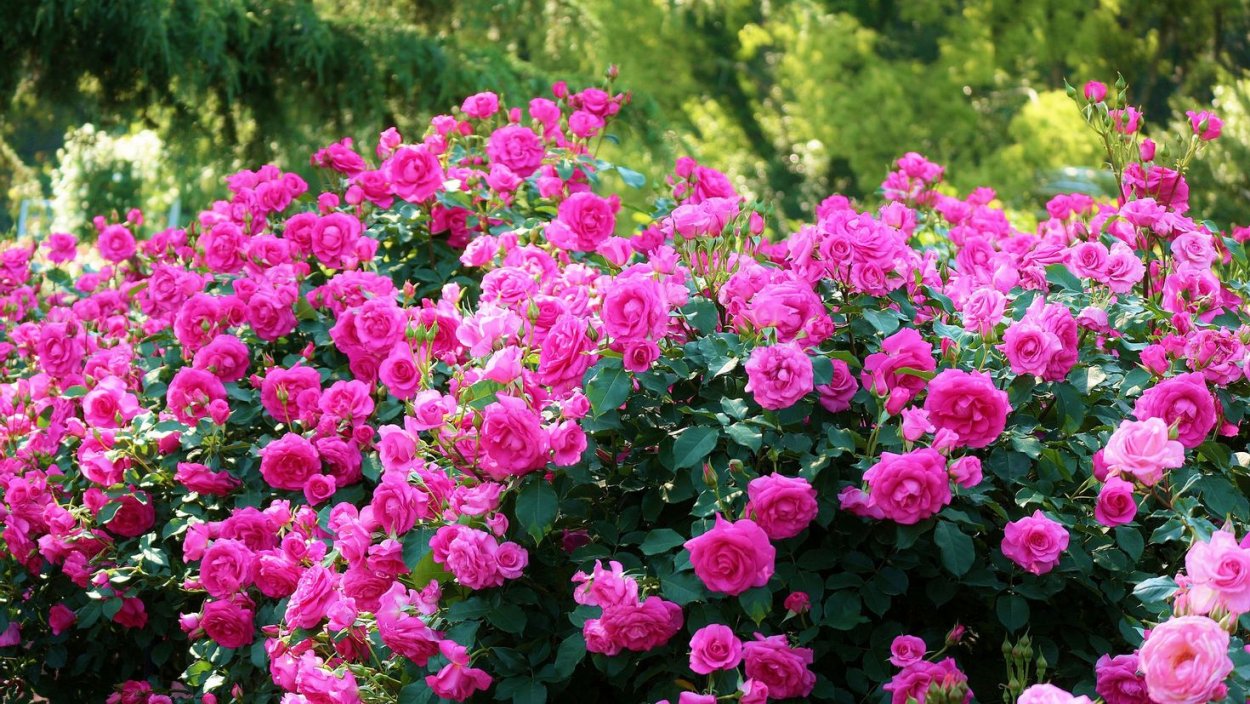 Fragezeichen роза