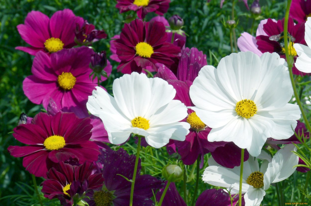 Астра Альпийская сентябринка