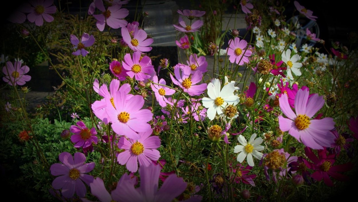 Анютины глазки